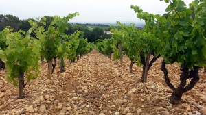 bg_vignes2